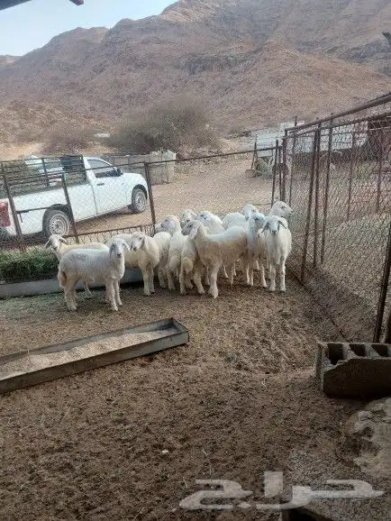 طليان ورخال 1