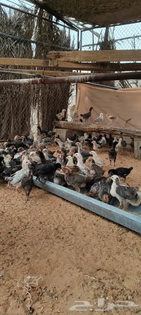 للبيع صوص دجاج في المذنب عمر 20 يوم 1
