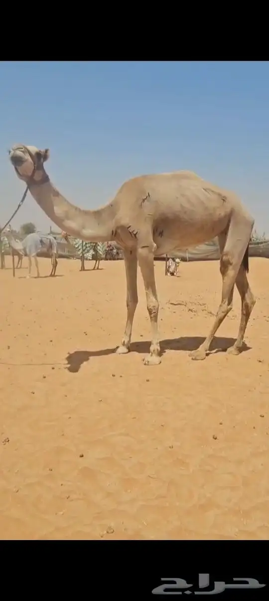 جذعة هجن مهجنه 0