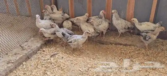 فروخ دجاج فرنسي كولومبي 4