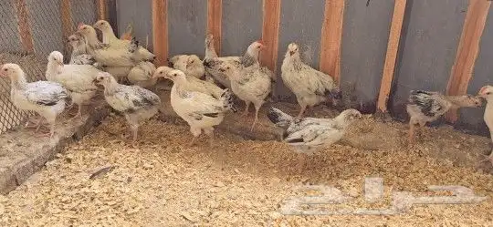 فروخ دجاج فرنسي كولومبي 3