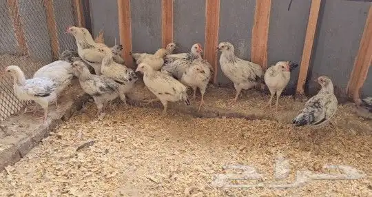 فروخ دجاج فرنسي كولومبي 2