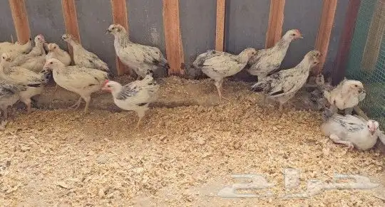 فروخ دجاج فرنسي كولومبي 0