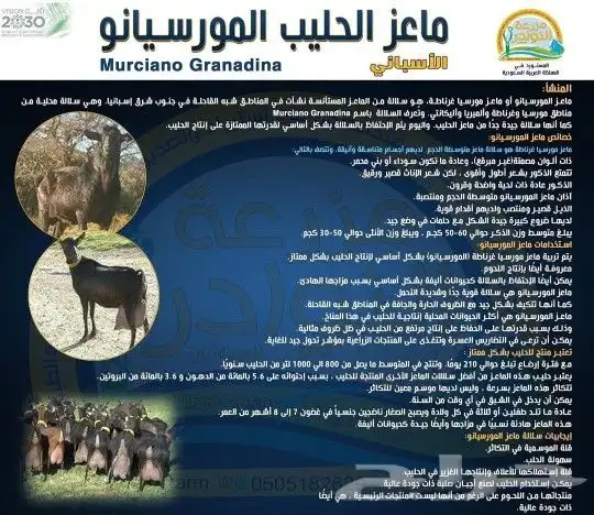 تيوس سلالة ماعز الحليب المورسيانو بيور باقي واحد فقط 0