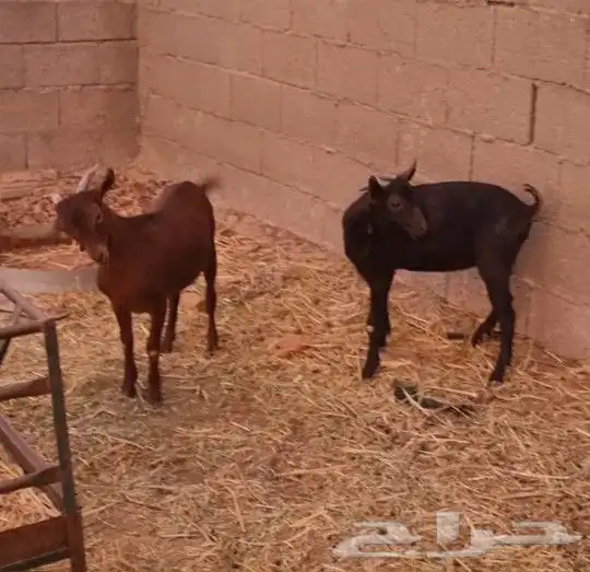 تيوس سلالة ماعز الحليب المورسيانو بيور باقي واحد فقط 1