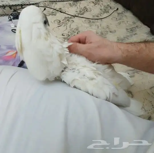 أنثى كوكاتو أمبريلا أليفة متكلمة 3