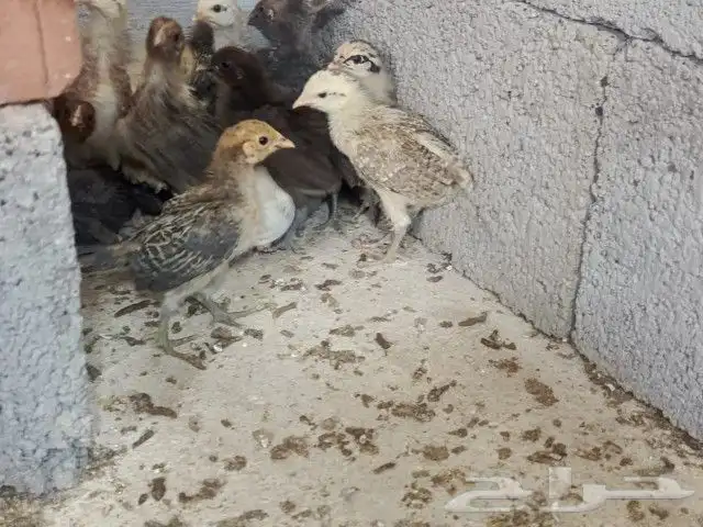 تم البيع 5
