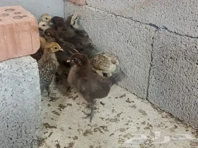 تم البيع 2