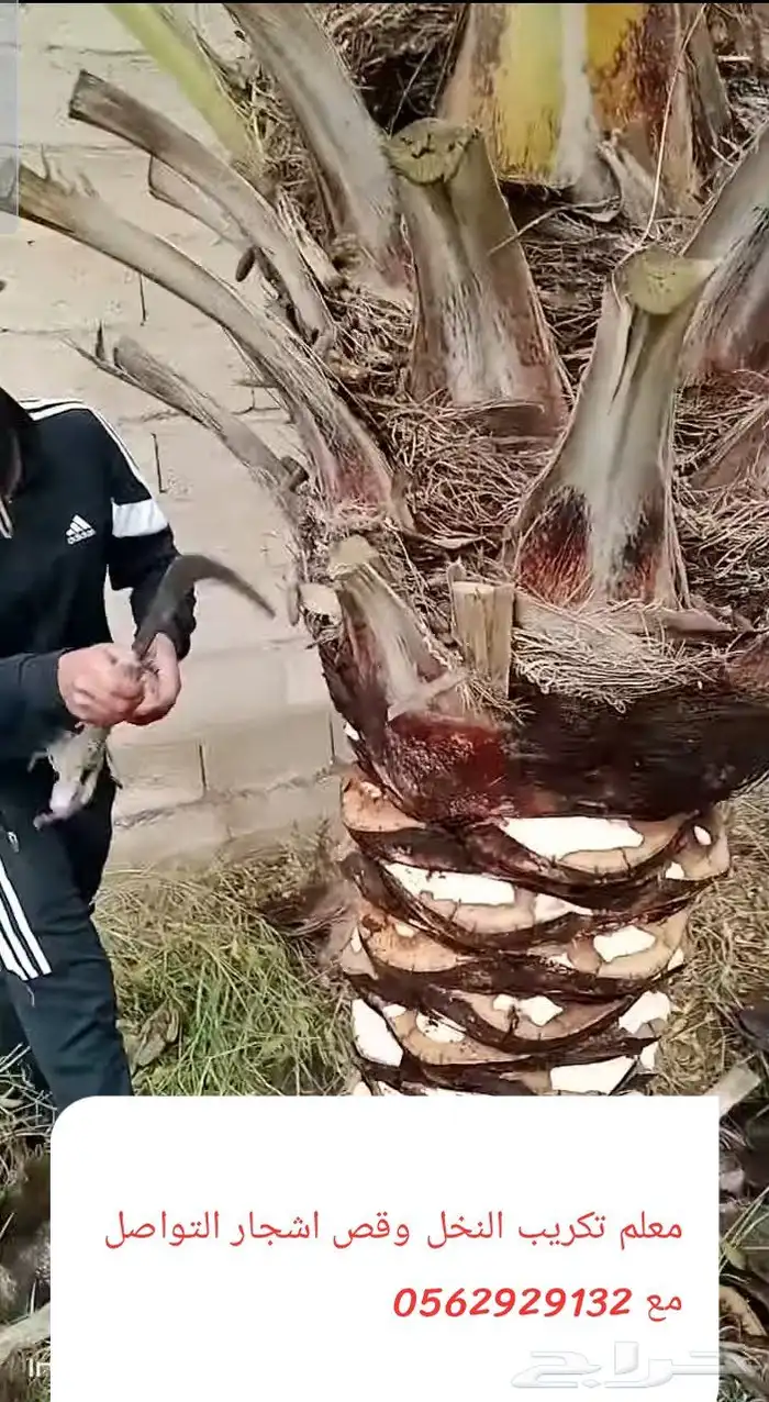 معلم قص اشجار وتزيين الحديقه وتلقيح نخل وتكريب النخيل 2