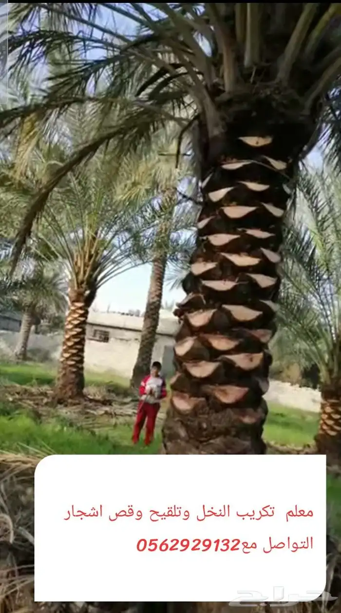 معلم قص اشجار وتزيين الحديقه وتلقيح نخل وتكريب النخيل 0