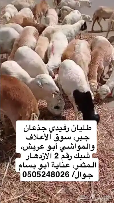 كباشه اضاحي 0