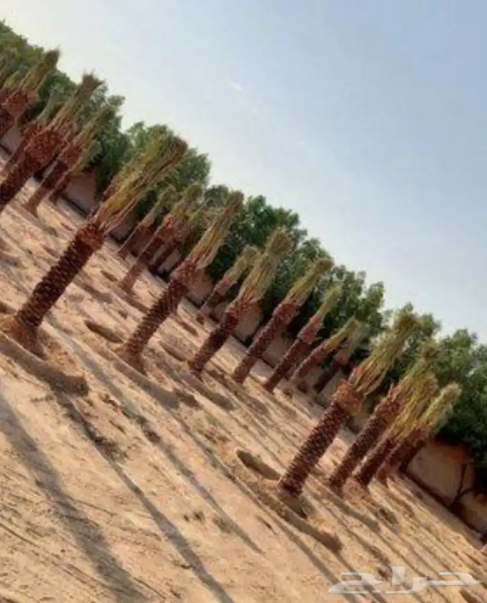 نقوم بزراعة جميع انواع النخيل 0