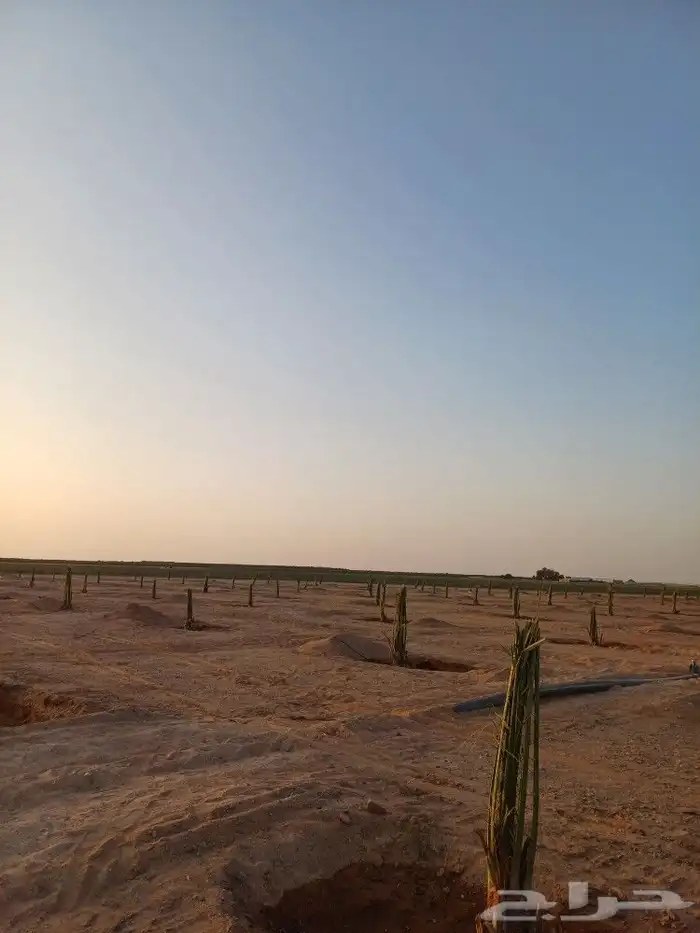 يوجد لدينا فسايل نخيل خلاص حساء ونقوم بقشع وغرس الفسايل 3