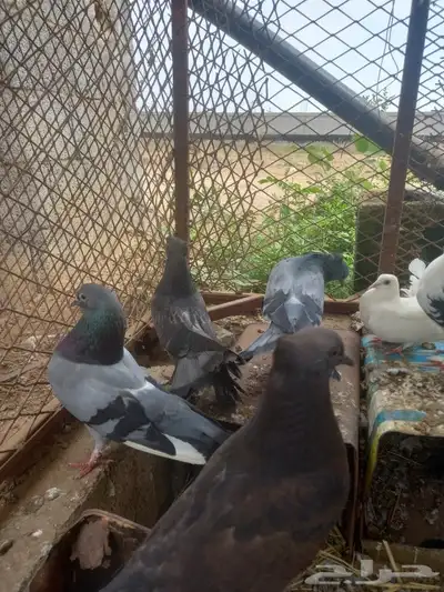 حمام زينه 2