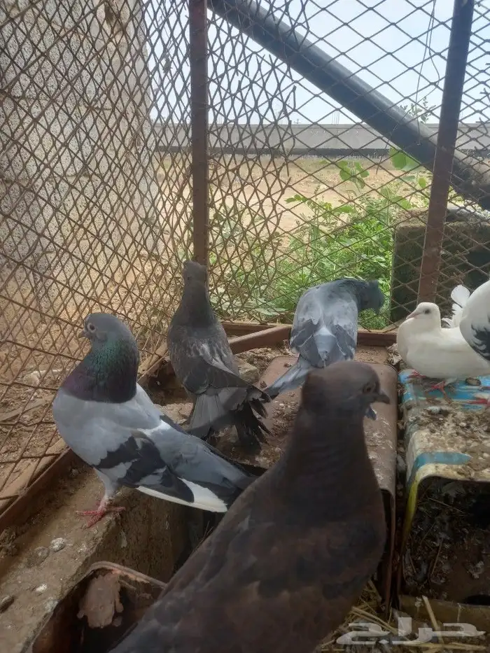 حمام زينه 2