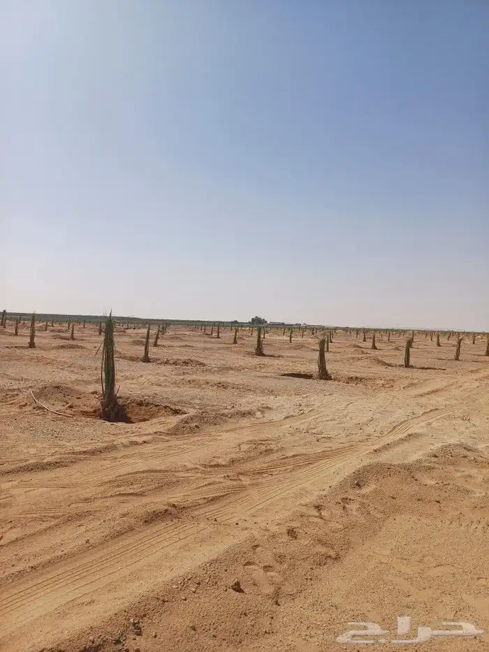 يوجد لدينا فسايل نخيل خلاص حساء ونقوم بقشع وغرس الفسايل 8