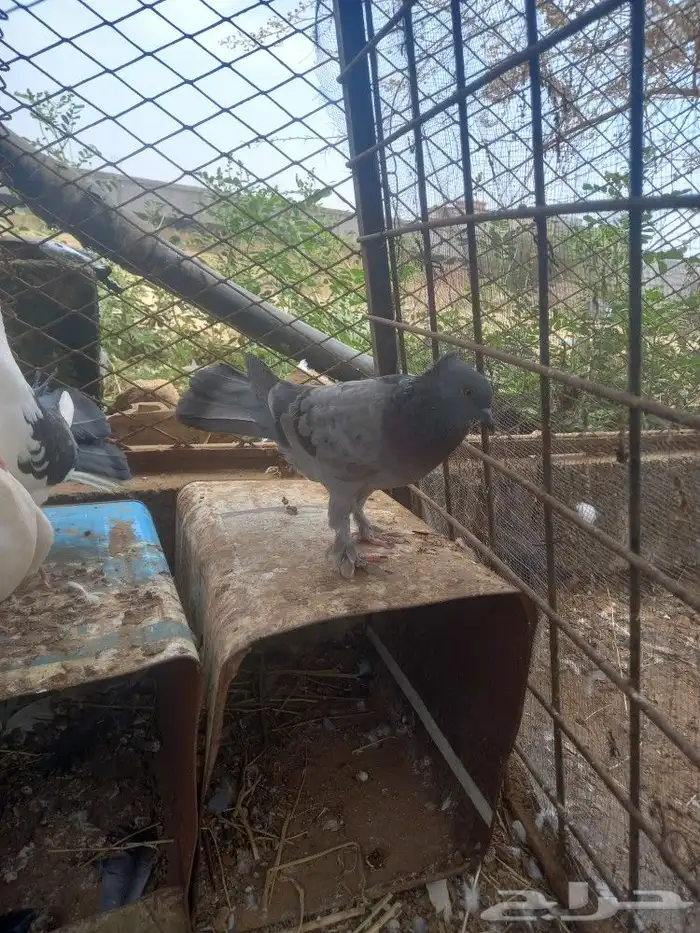 حمام زينه 3