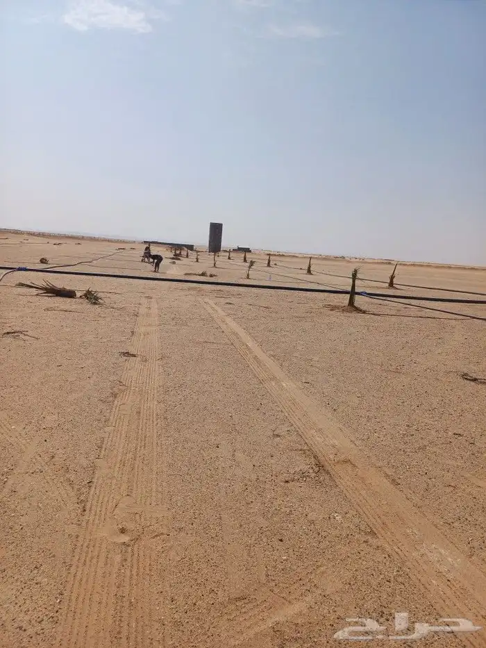 يوجد لدينا فسايل نخيل خلاص حساء ونقوم بقشع وغرس الفسايل 19