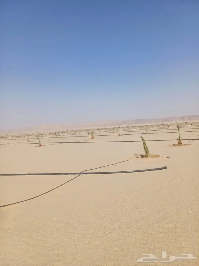 يوجد لدينا فسايل نخيل خلاص حساء ونقوم بقشع وغرس الفسايل 12