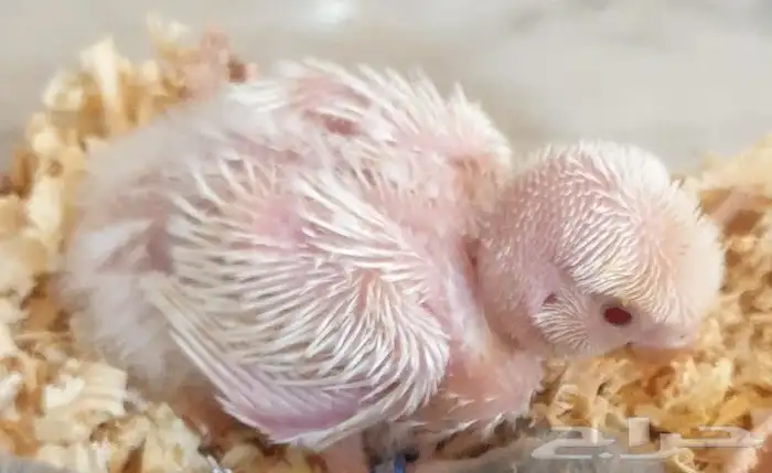 فروخ روز محلي محجلة 3