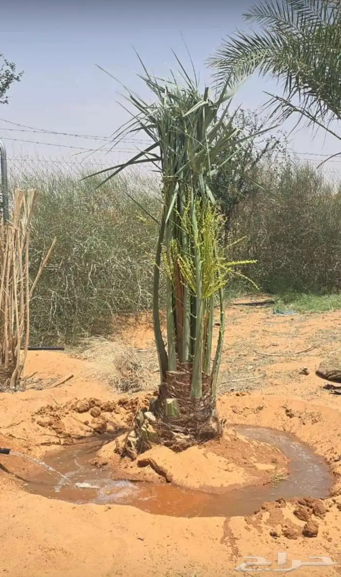 نخل مثمر للبيع 5