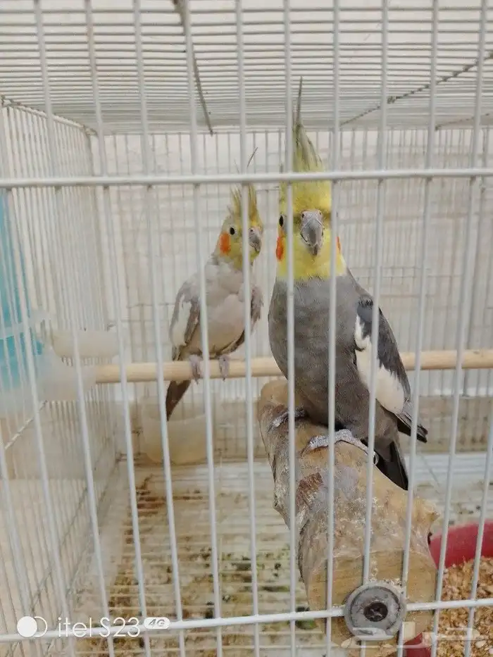 كروان هولاندي منتج صحه ممتازه 0