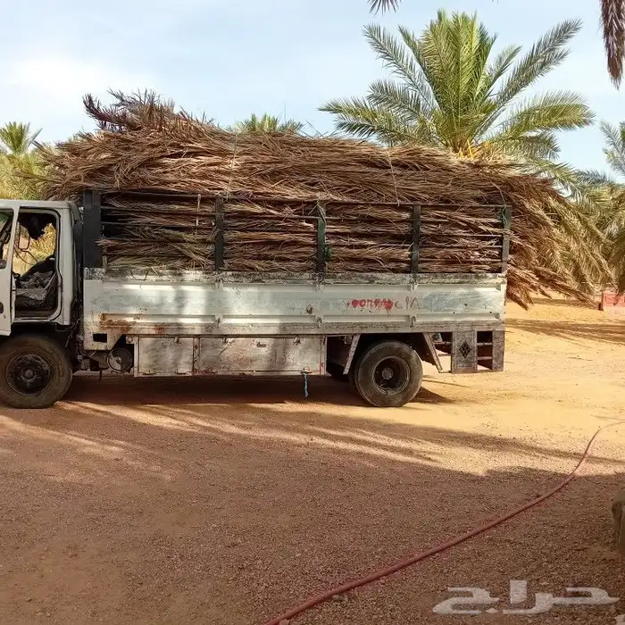 سعف نخل للبيع مع التوصيل 2