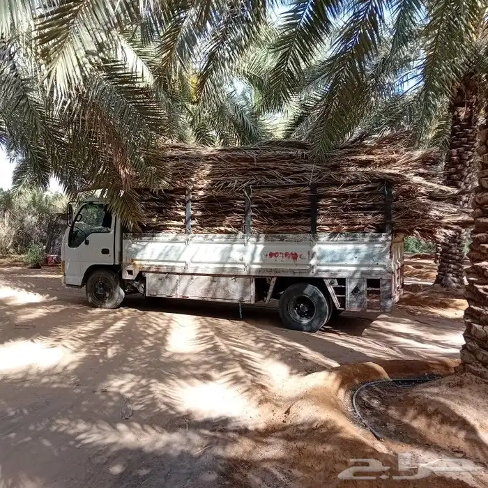 سعف نخل للبيع مع التوصيل 1