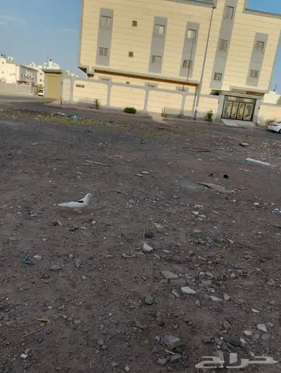 حمام 8