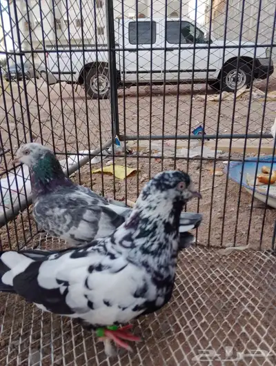 حمام 3