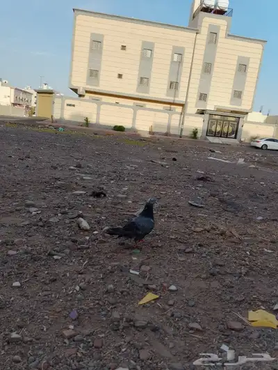 حمام 7