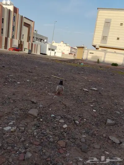 حمام 6