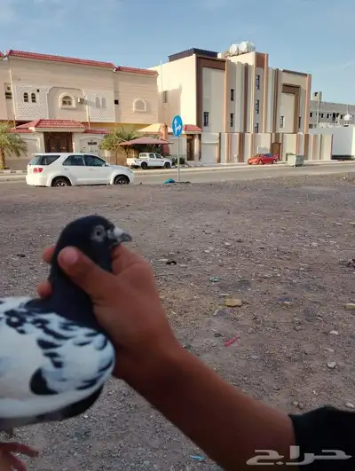 حمام 2