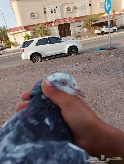 حمام 5