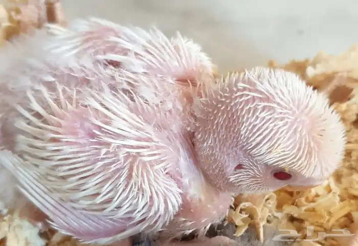 فروخ روز محلي محجلة 2