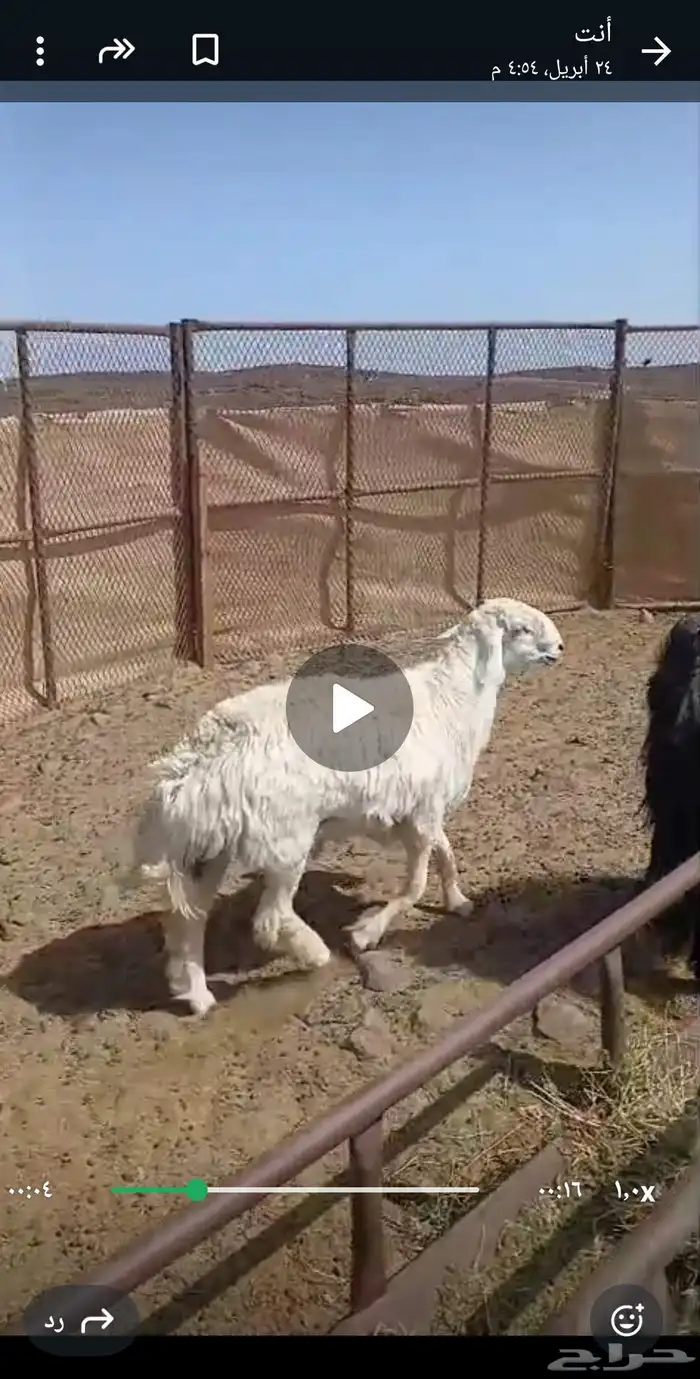 خروف فحل صنف وطيب. تم البيع 1