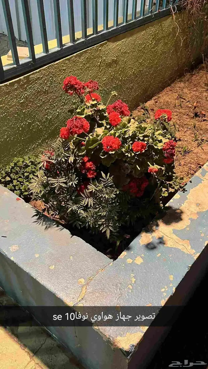 جوال هواوي نوفا se10 8