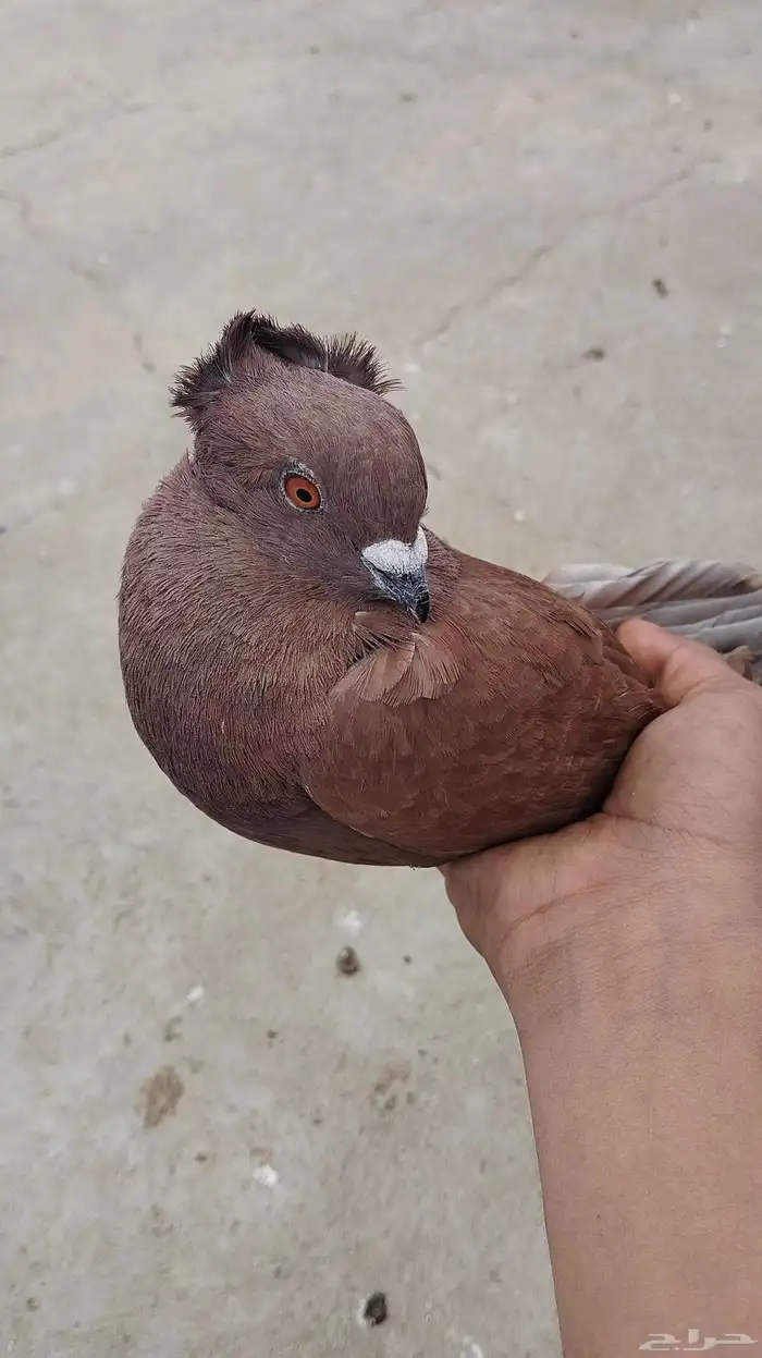 حمام 1