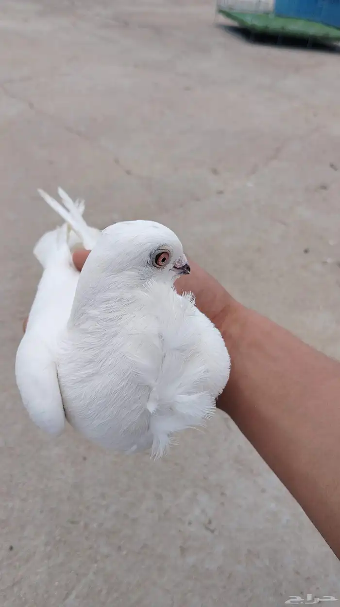 حمام 0