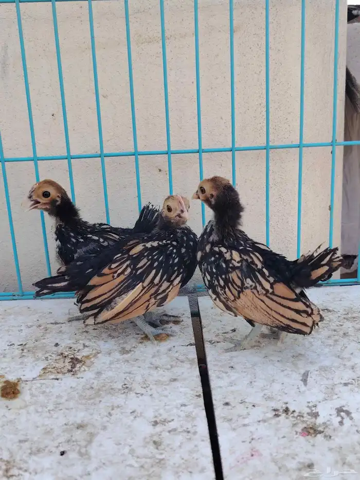 صوص سبرايت تم البيع 3