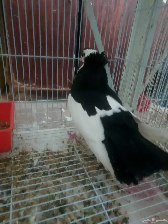 ذكر بلغاري عبسي 3