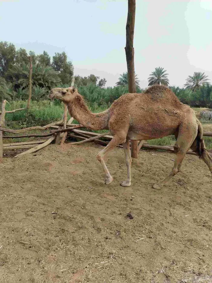ناقه طيبه 1