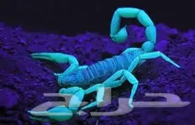 أحدث إصدار من كشاف العقارب جمله فقط 1