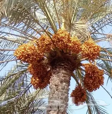 نخل مثمر 4