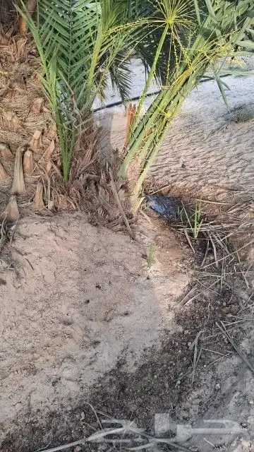نخل للبيع فسائل وقراين ونقايل عربي وواشنطي 6