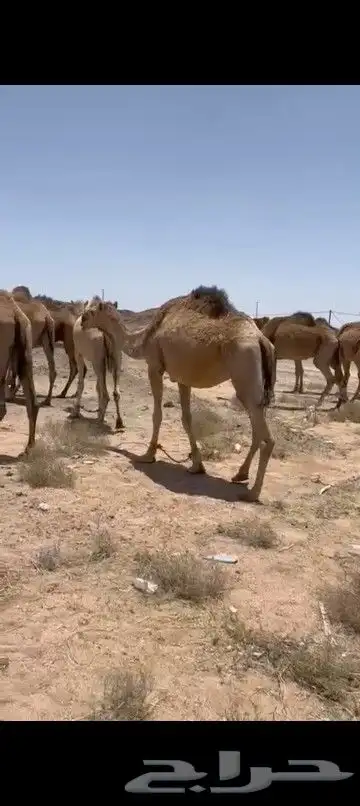 السلام عليكم ورحمه الله وبركاته الابل 17 لقاح حمر كتوفها سود 0