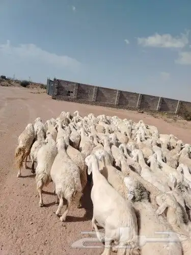 غنم طيبه لتفوت القناي دفيع كلها مشروطه شرط مالطيه وصحه 1