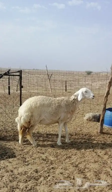 تم البيع 5
