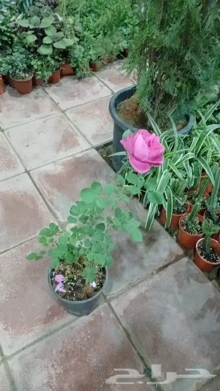 مشتل تنسيق حدائق 2