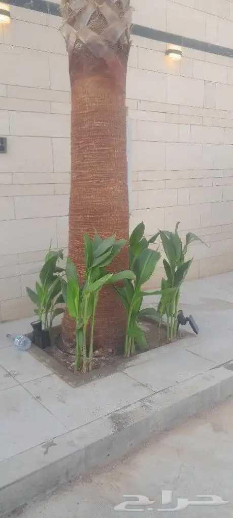 مشتل تنسيق حدائق 0